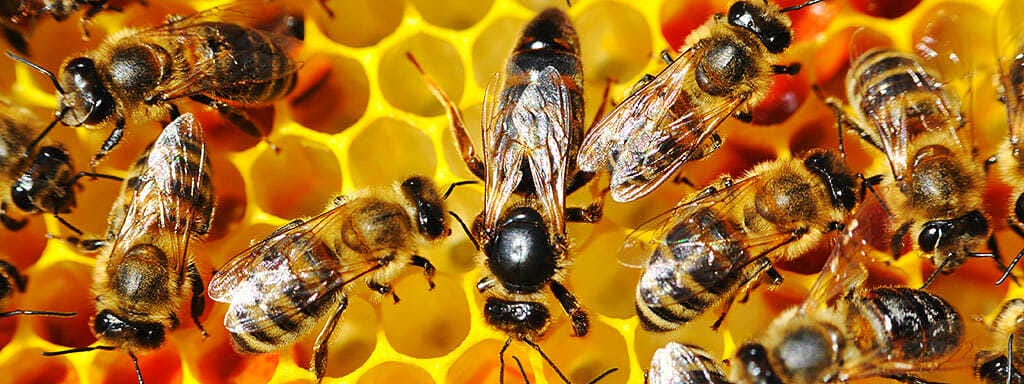 Glyfosát nejspíš hubí včelstva po celém světě.