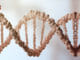 Aktivace DNA závisí na tom, co jíme.