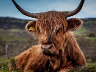 Maso lze plnohodnotně nahradit a nebát se tak anémie.